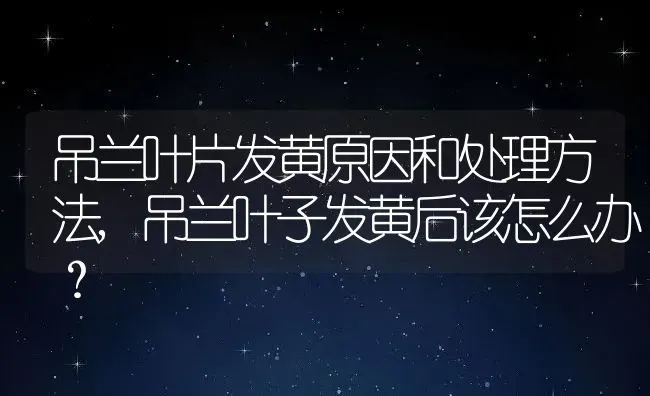 吊兰叶片发黄原因和处理方法,吊兰叶子发黄后该怎么办？ | 养殖科普