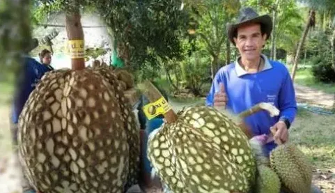 不愁销路的5种奇特农作物，在中国适合种植哪一种 | 常识大全