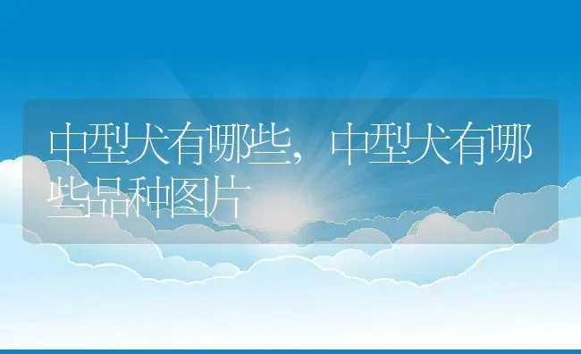 中型犬有哪些,中型犬有哪些品种图片 | 养殖科普