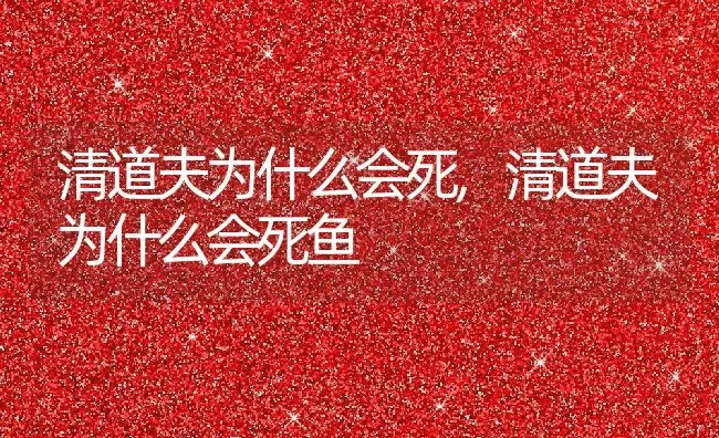 清道夫为什么会死,清道夫为什么会死鱼 | 养殖资料