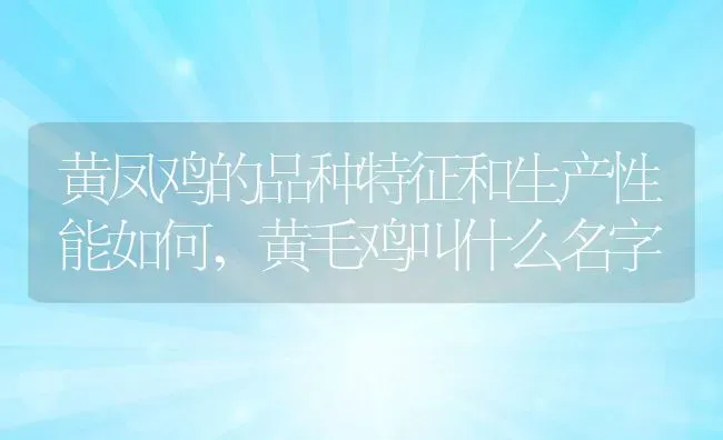 黄凤鸡的品种特征和生产性能如何,黄毛鸡叫什么名字 | 养殖学堂