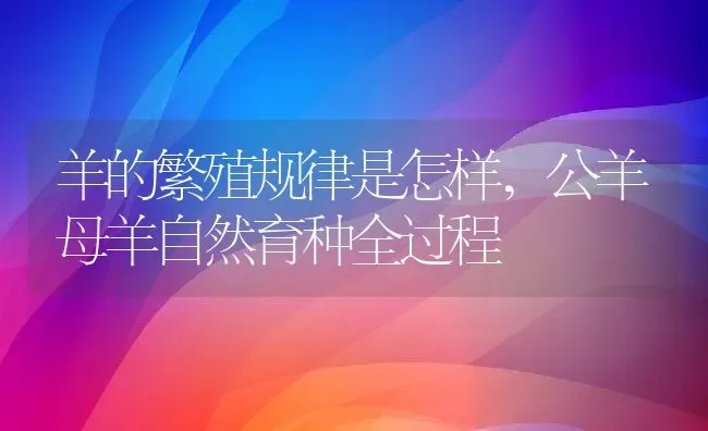 羊的繁殖规律是怎样,公羊母羊自然育种全过程 | 养殖学堂