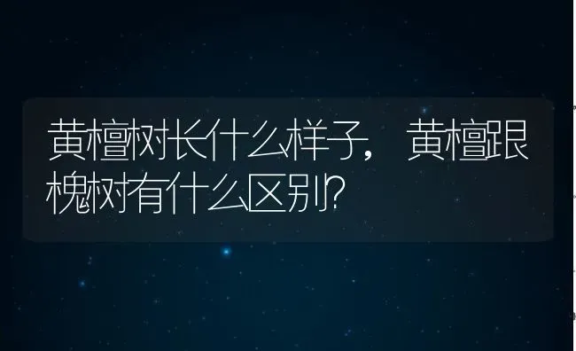 黄檀树长什么样子,黄檀跟槐树有什么区别？ | 养殖科普