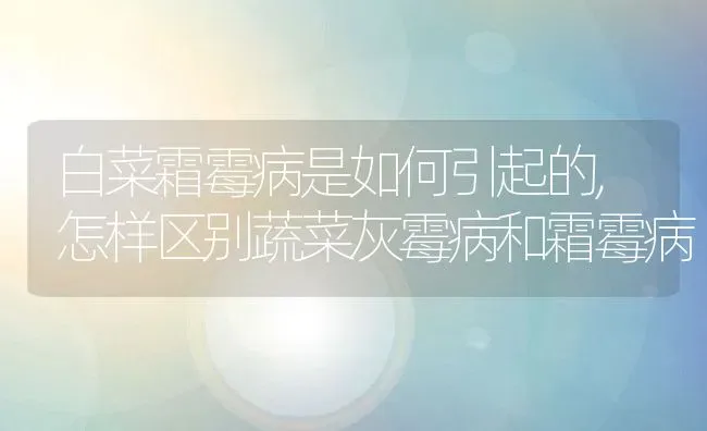 白菜霜霉病是如何引起的,怎样区别蔬菜灰霉病和霜霉病 | 养殖学堂