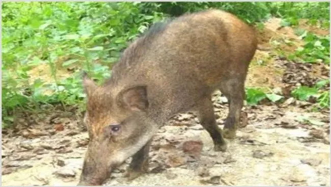 野猪养殖注意事项 | 常识大全