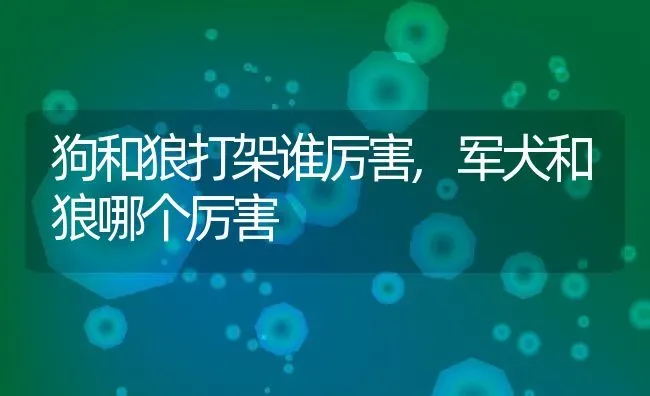 狗和狼打架谁厉害,军犬和狼哪个厉害 | 养殖资料