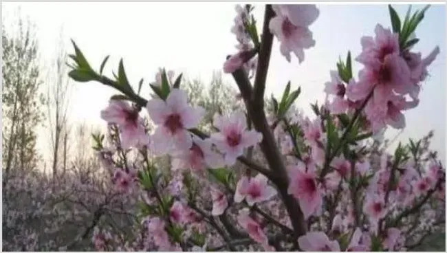 桃树花期管理注意什么 | 农广天地