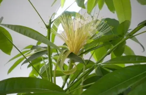 发财树开花是什么预兆,发财树开花寓意与禁忌？