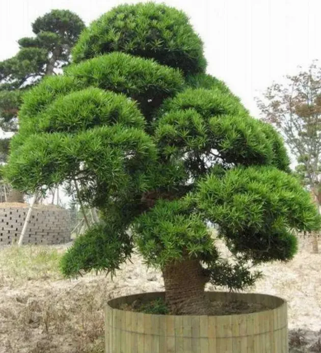 罗汉松盆景怎么养护常识,罗汉松种植技术及管理？