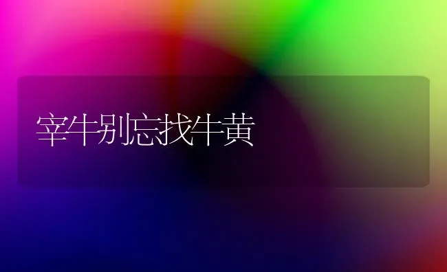 宰牛别忘找牛黄 | 养殖技术大全