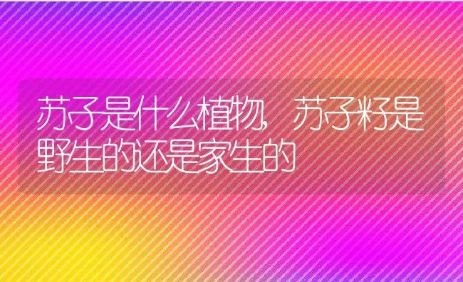 苏子是什么植物,苏子籽是野生的还是家生的 | 养殖学堂