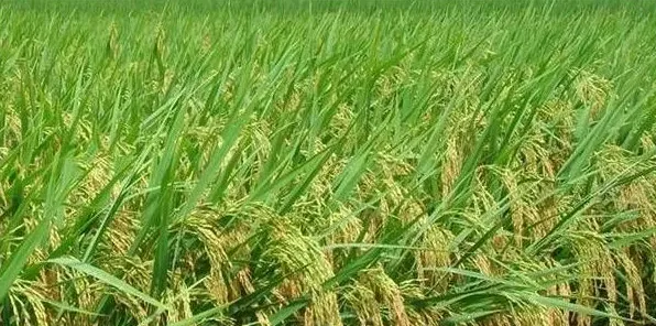 种植水稻常见的五个误区，农民朋友有必要牢记！ | 实用知识