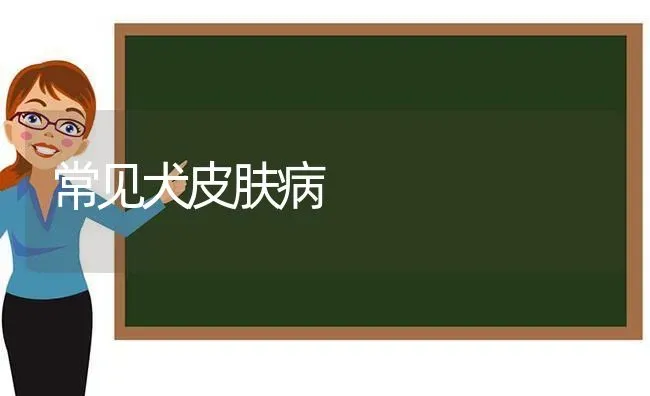 常见犬皮肤病 | 养殖知识