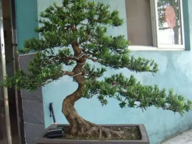 罗汉松盆景怎么养护常识,罗汉松种植技术及管理？