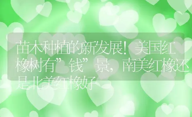 苗木种植的新发展!美国红橡树有”钱”景,南美红橡还是北美红橡好 | 养殖学堂