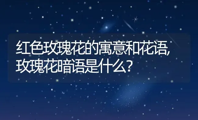 红色玫瑰花的寓意和花语,玫瑰花暗语是什么？ | 养殖科普