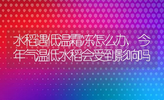 水稻遇低温霜冻怎么办,今年气温低水稻会受到影响吗 | 养殖学堂