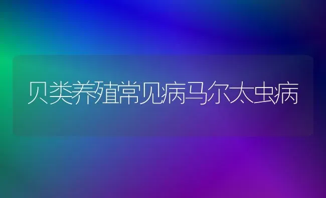 贝类养殖常见病马尔太虫病 | 养殖技术大全