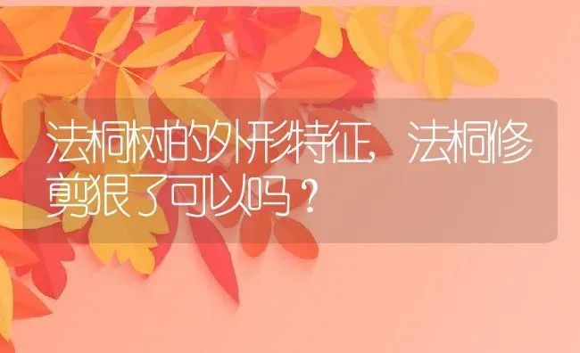 法桐树的外形特征,法桐修剪狠了可以吗？ | 养殖科普