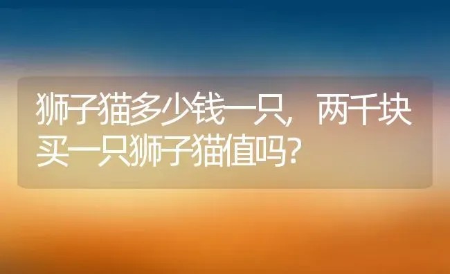 狮子猫多少钱一只,两千块买一只狮子猫值吗？ | 养殖学堂