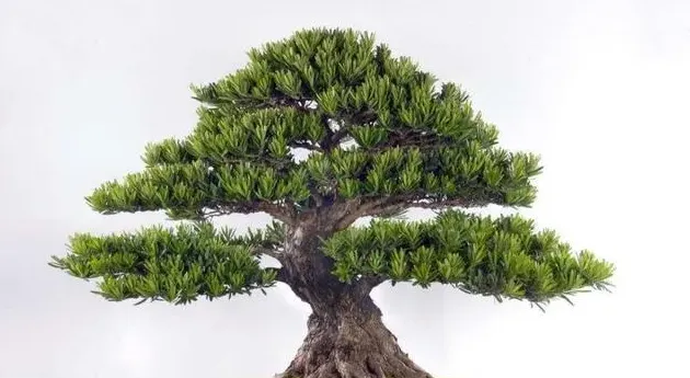 罗汉松盆景怎么养护常识,罗汉松种植技术及管理？