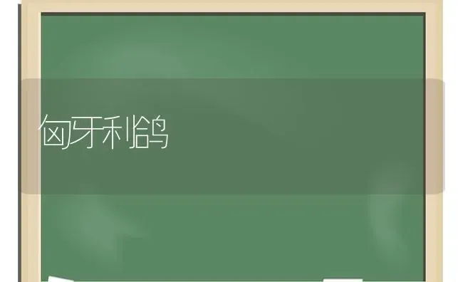匈牙利鸽 | 养殖技术大全