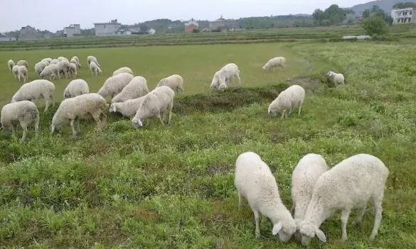 湖羊养殖前景：2019养湖羊赚钱吗？ | 生活妙招