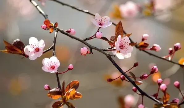 樱花的由来 | 生活常识