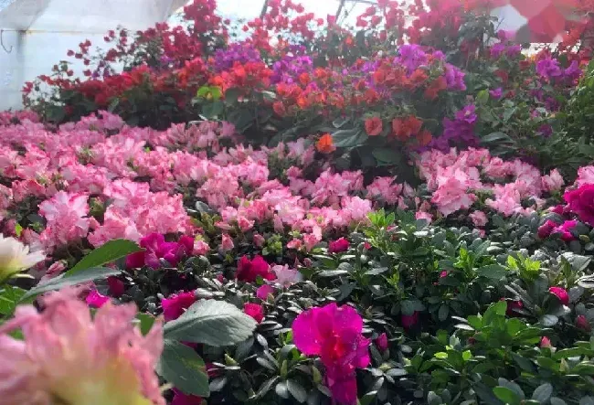 网红花卉有哪些,杭州打卡网红景点？