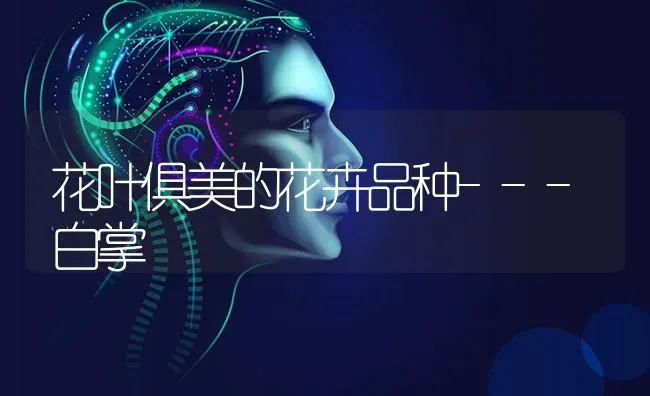 花叶俱美的花卉品种---白掌 | 养殖技术大全