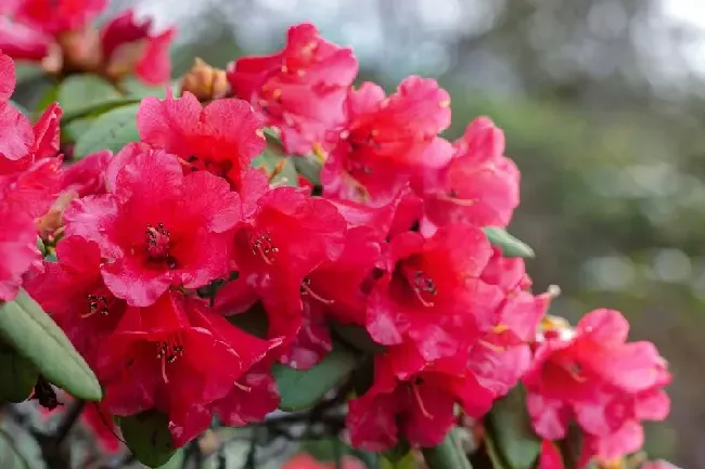 杜鹃花的样子,杜鹃花什么样？
