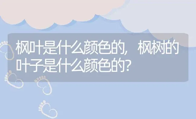 枫叶是什么颜色的,枫树的叶子是什么颜色的？ | 养殖科普