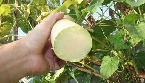 不愁销路的5种奇特农作物，在中国适合种植哪一种 | 常识大全