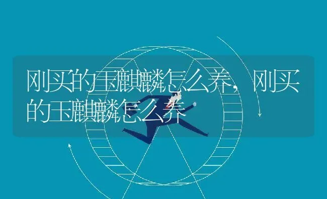 刚买的玉麒麟怎么养,刚买的玉麒麟怎么养 | 养殖科普