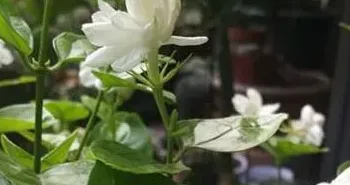 茉莉花的扦插时间和方法,什么时候扦插茉莉花成活率高？应该怎样扦插？