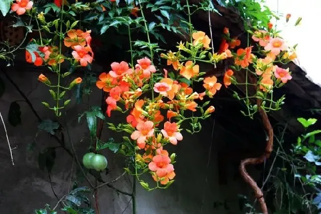 凌霄花好养吗,凌霄和月季哪个好养？
