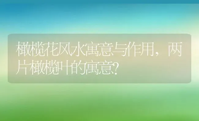 橄榄花风水寓意与作用,两片橄榄叶的寓意？ | 养殖科普