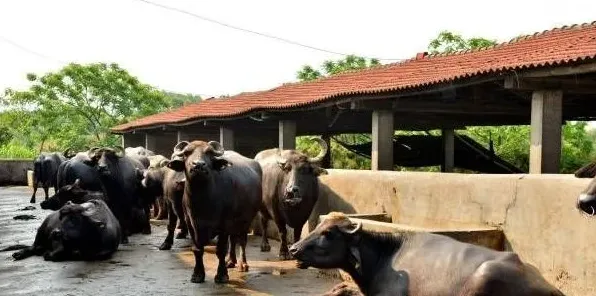 养肉牛要想省草料 怎么合理喂食 | 实用知识