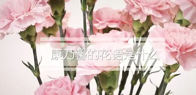 康乃馨的花语是什么意思,康乃馨的花语是什么？