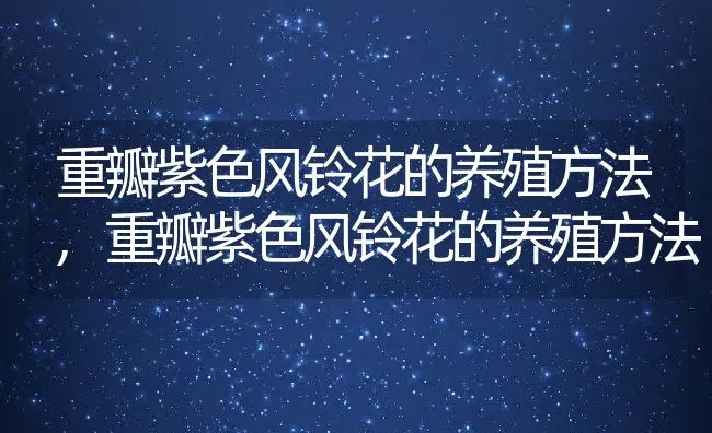 重瓣紫色风铃花的养殖方法,重瓣紫色风铃花的养殖方法 | 养殖科普