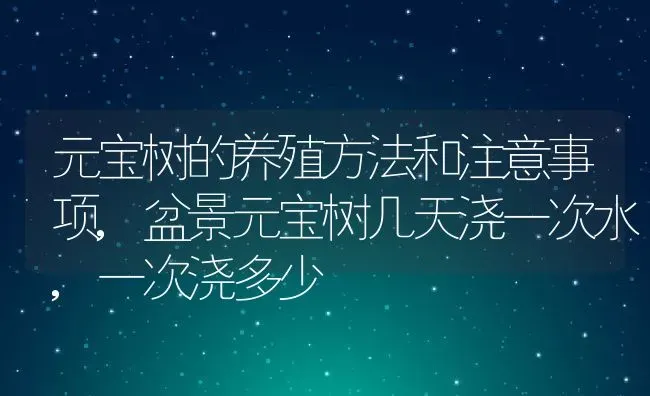 元宝树的养殖方法和注意事项,盆景元宝树几天浇一次水,一次浇多少 | 养殖学堂