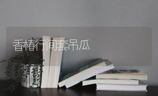香椿行间套吊瓜 | 养殖知识