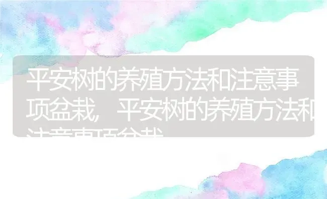 平安树的养殖方法和注意事项盆栽,平安树的养殖方法和注意事项盆栽 | 养殖科普