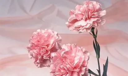 康乃馨的花语是什么意思,康乃馨的花语是什么？