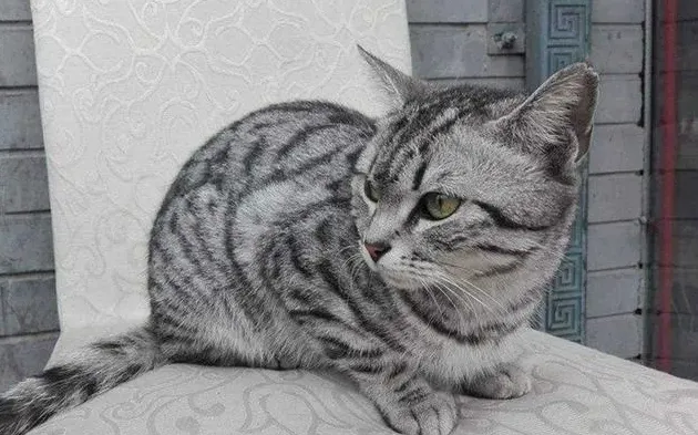 为什么绿眼睛的狸花猫是上品,狸花猫眼睛变色过程？