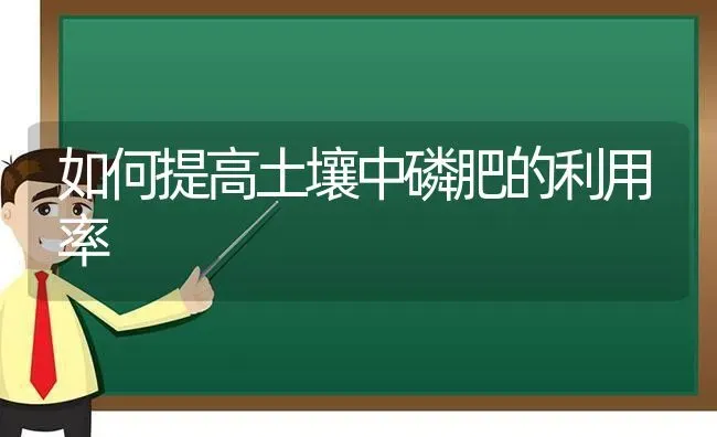 如何提高土壤中磷肥的利用率 | 养殖技术大全