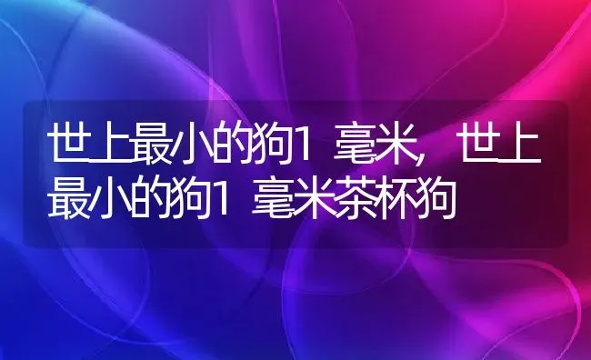 世上最小的狗1毫米,世上最小的狗1毫米茶杯狗 | 养殖科普