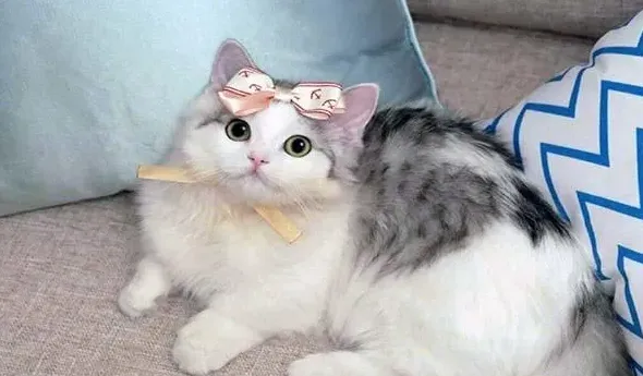 什么颜色的猫最旺财,什么颜色的野猫来家里最好？