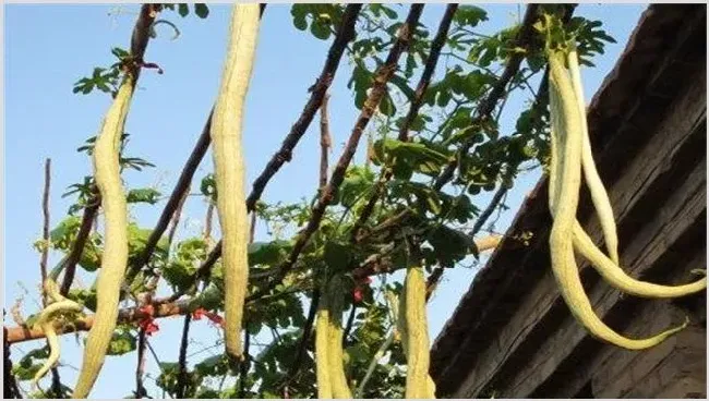 蛇瓜种植赚钱吗？好种吗 | 实用知识