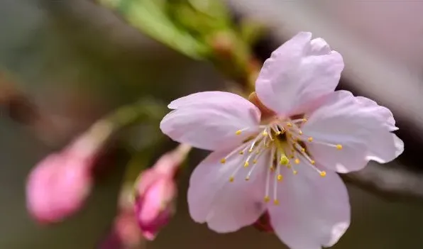 樱花的由来 | 生活常识